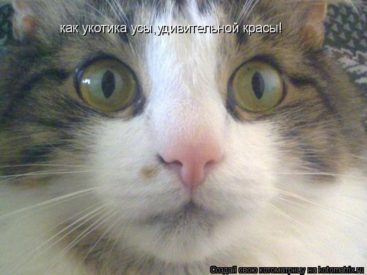 Котоматрица: как укотика усы,удивительной красы!