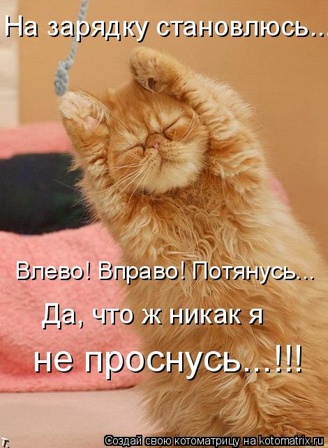 Котоматрица: Да, что ж никак я не проснусь...!!! На зарядку становлюсь.... Влево! Вправо! Потянусь...