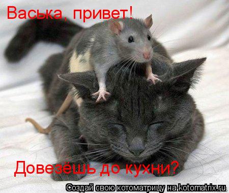 Котоматрица: Васька, привет! Довезёшь до кухни?