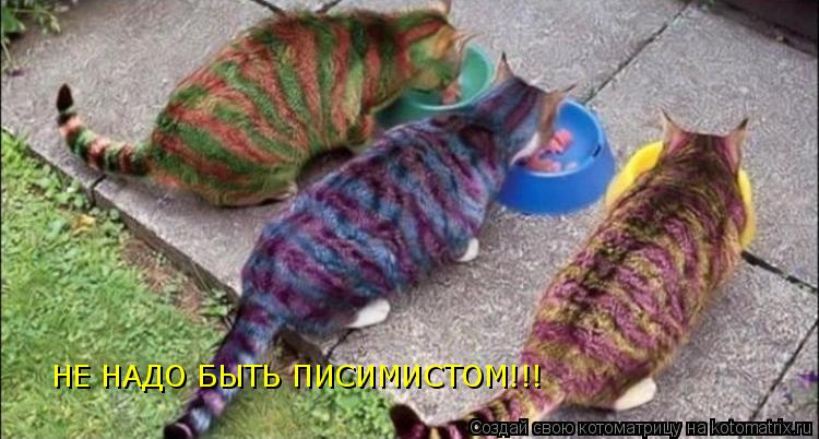 Котоматрица: НЕ НАДО БЫТЬ ПИСИМИСТОМ!!!