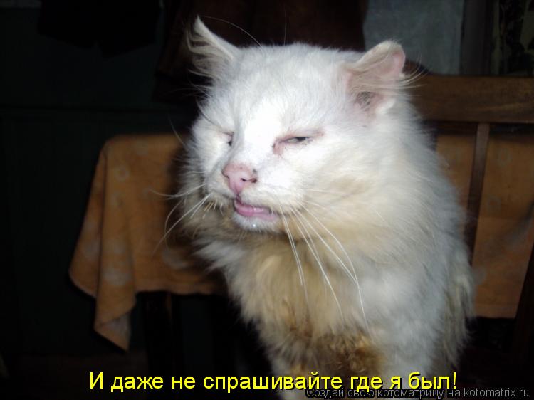 Котоматрица: И даже не спрашивайте где я был!