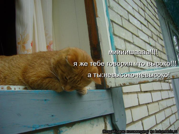 Котоматрица: миииишаааа!!!! я же тебе говорил что высоко!!! а ты:невысоко-невысоко!