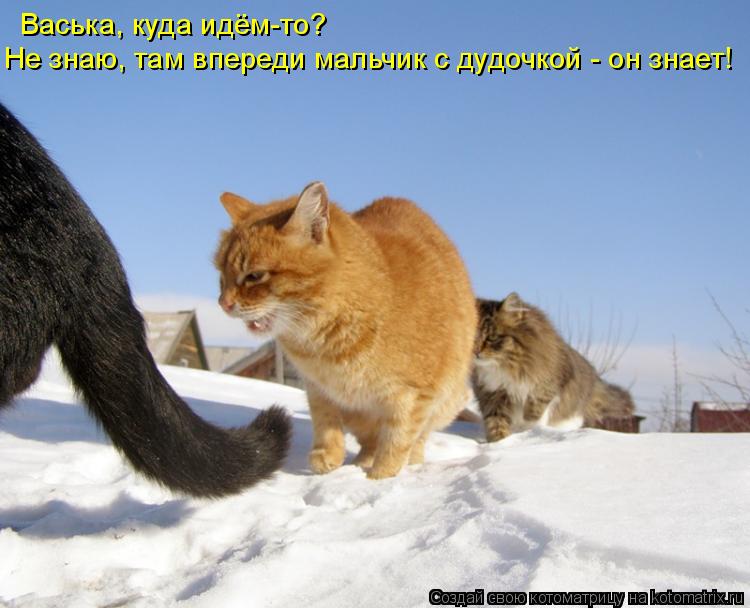 Котоматрица: Васька, куда идём-то?  Не знаю, там впереди мальчик с дудочкой - он знает!