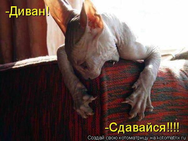 Котоматрица: -Диван! -Сдавайся!!!!