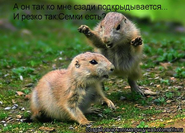 Котоматрица: А он так ко мне сзади подкрыдывается... И резко так:Семки есть?