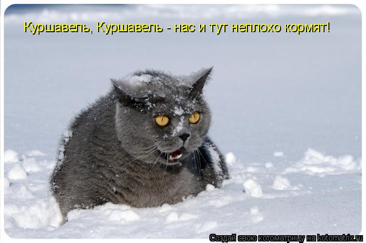 Котоматрица: Куршавель, Куршавель - нас и тут неплохо кормят!