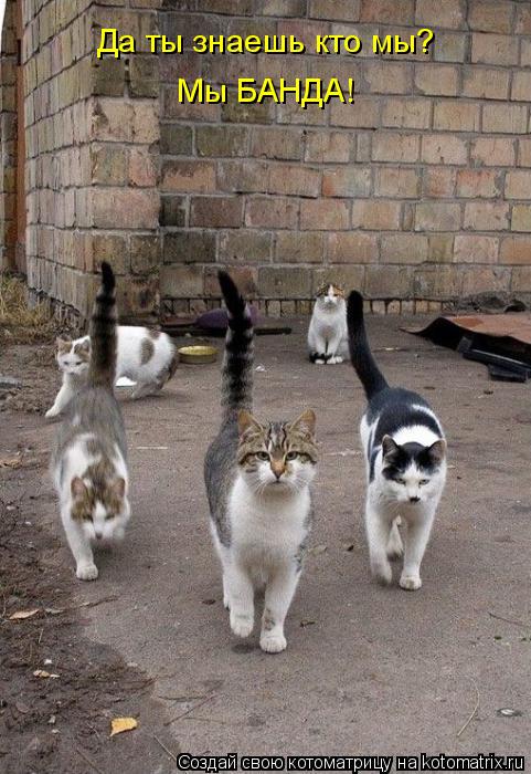 Котоматрица: Да ты знаешь кто мы? Мы БАНДА!
