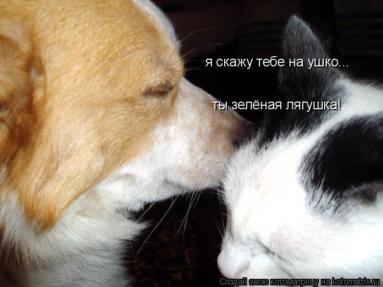 Котоматрица: я скажу тебе на ушко... ты зелёная лягушка!