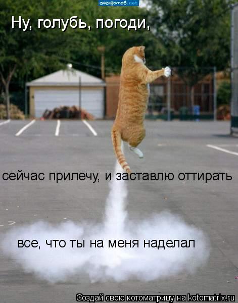 Котоматрица: Ну, голубь, погоди, сейчас прилечу, и заставлю оттирать  все, что ты на меня наделал
