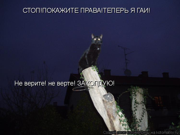 Котоматрица: СТОП!ПОКАЖИТЕ ПРАВА!ТЕПЕРЬ Я ГАИ!  Не верите! не верте! ЗАКОЛДУЮ!