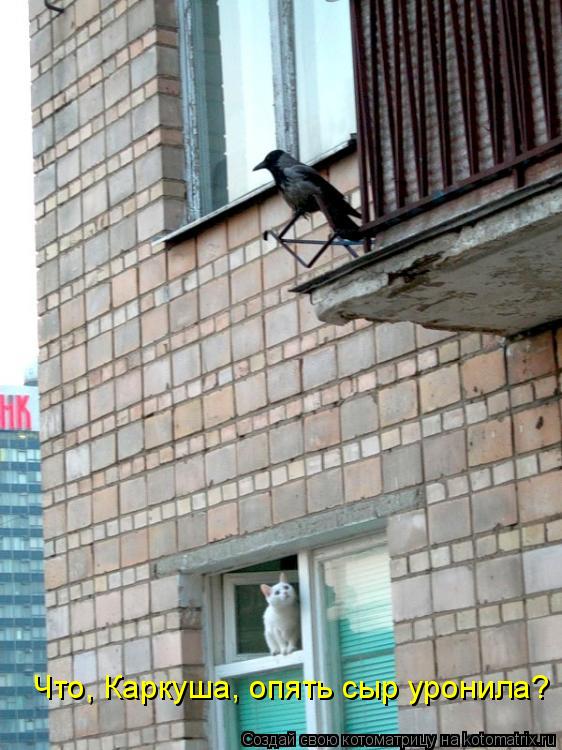 Котоматрица: Что лошара Что, Каркуша, опять сыр уронила?
