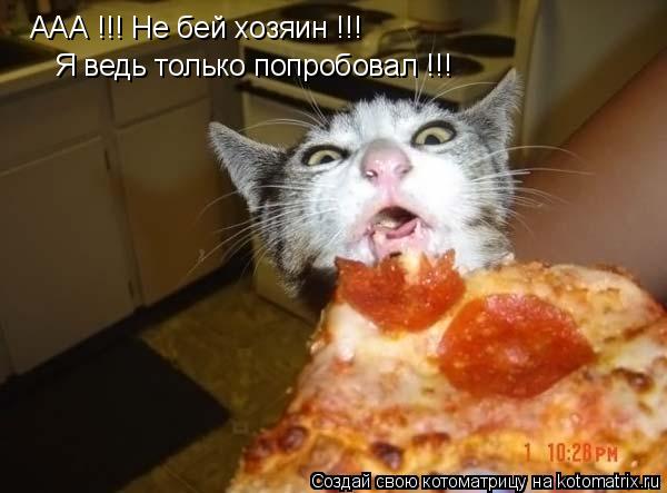 Котоматрица: ААА !!! Не бей хозяин !!! Я ведь только попробовал !!!
