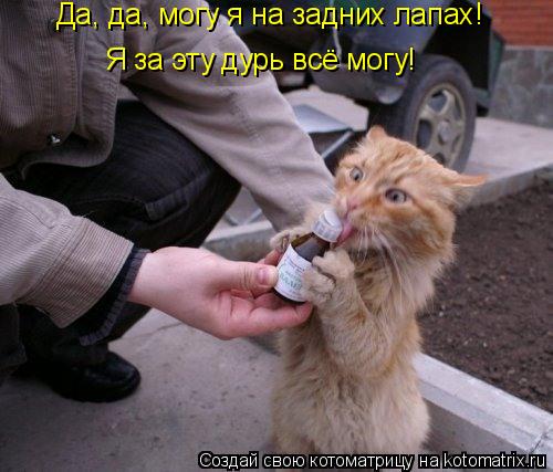 Котоматрица: Я за эту дурь всё могу! Да, да, могу я на задних лапах!