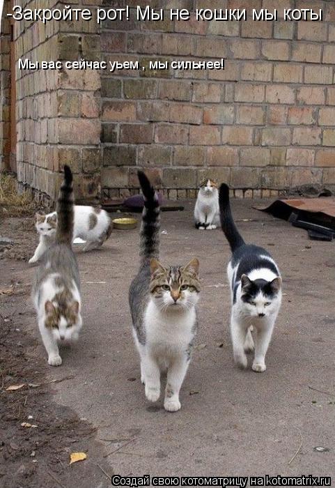 Котоматрица: -Закройте рот! Мы не кошки мы коты Мы вас сейчас уьем , мы сильнее!