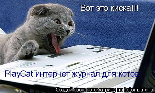 Котоматрица: Вот это киска!!! PlayCat интернет журнал для котов