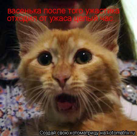 Котоматрица: васенька после того ужастика отходил от ужаса целый час...