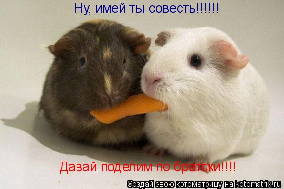Котоматрица: Ну, имей ты совесть!!!!!! Ну, имей ты совесть!!!!!! Давай поделим по братски!!!!