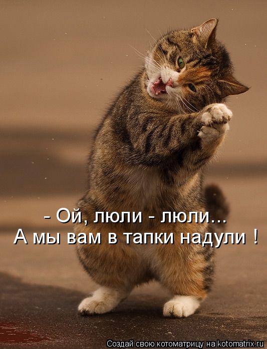 Котоматрица: - Ой, люли - люли... А мы вам в тапки надули !