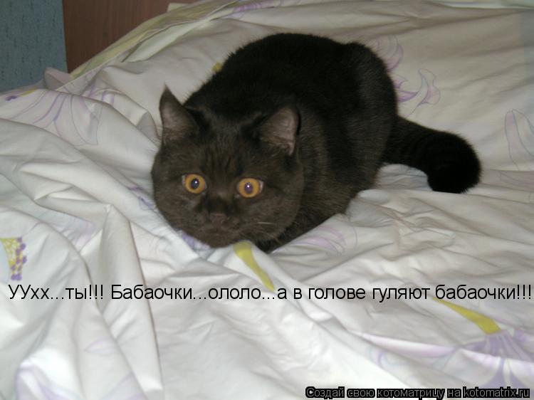 Котоматрица: УУхх...ты!!! Бабаочки...ололо...а в голове гуляют бабаочки!!!