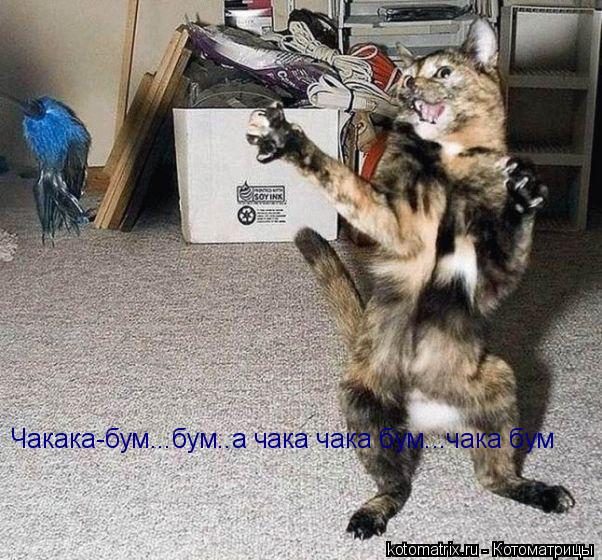 Котоматрица: Чакака-бум...бум..а чака чака бум...чака бум Чакака-бум...бум..а чака чака бум...чака бум