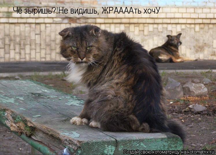 Котоматрица: Чё зыришь?!Не видишь, ЖРААААть хочУ