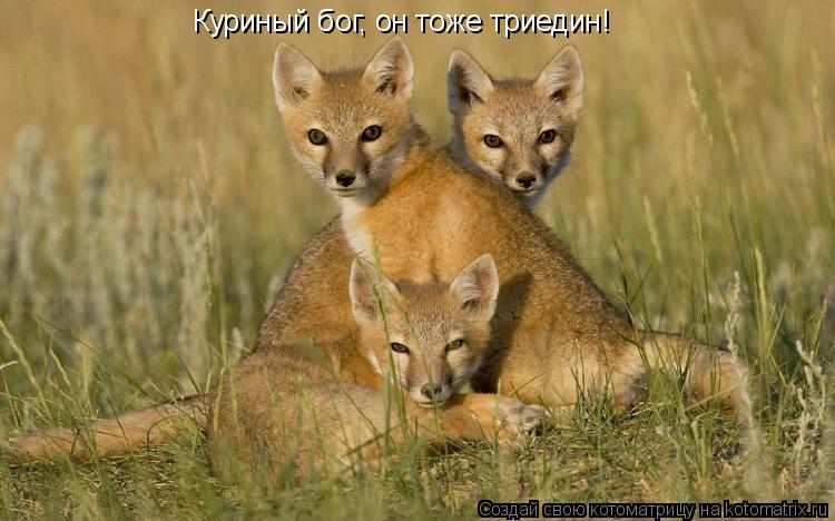Котоматрица: Куриный бог, он тоже триедин!