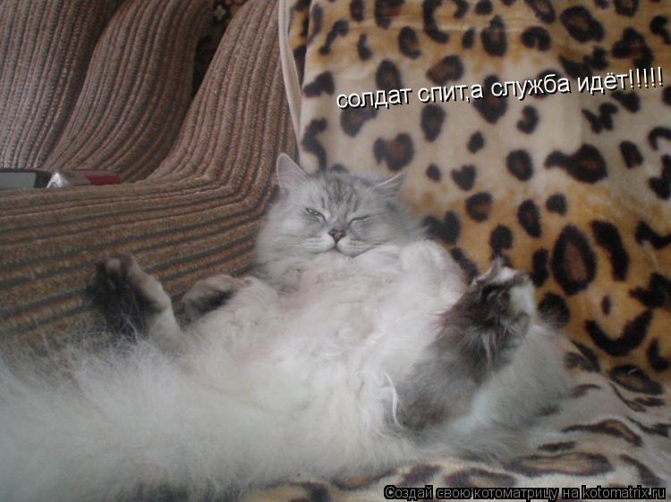 Котоматрица: солдат спит,а служба идёт!!!!!