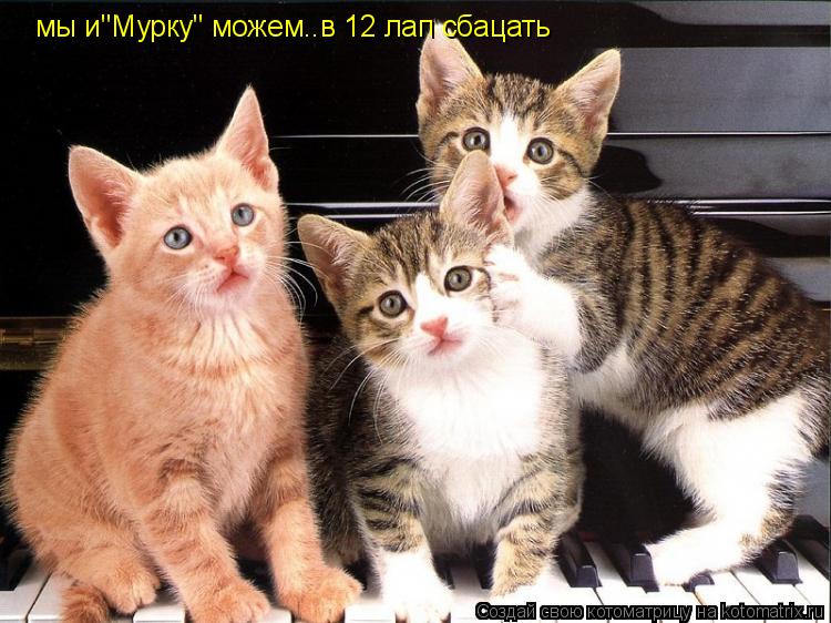 Котоматрица: мы и"Мурку" можем..в 12 лап сбацать