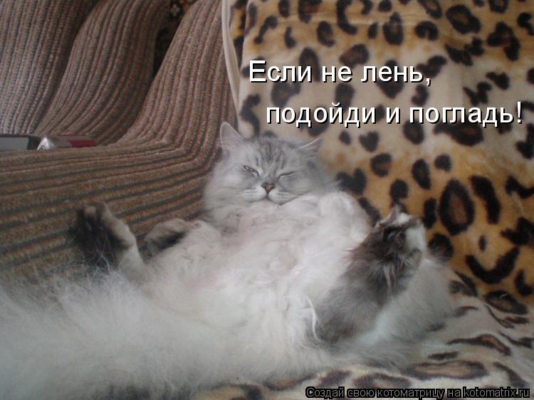 Котоматрица: Если не лень, подойди и погладь!