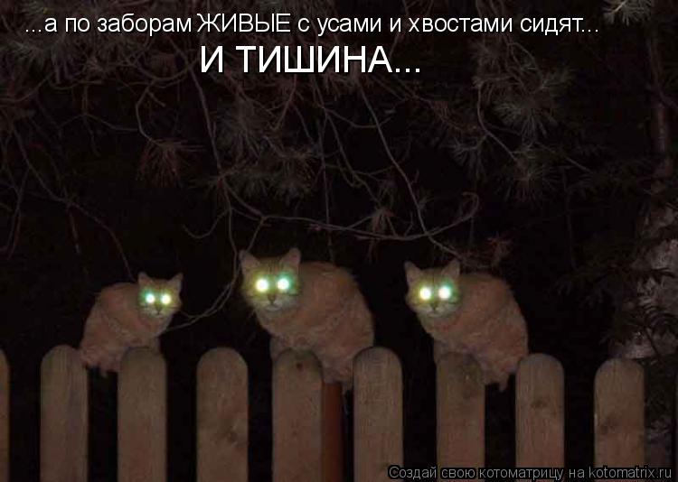 Котоматрица: ...а по заборам ЖИВЫЕ с усами и хвостами сидят... И ТИШИНА...