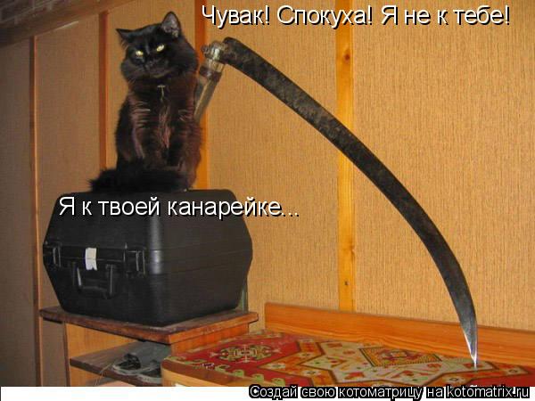 Котоматрица: Чувак! Спокуха! Я не к тебе! Я к твоей канарейке...
