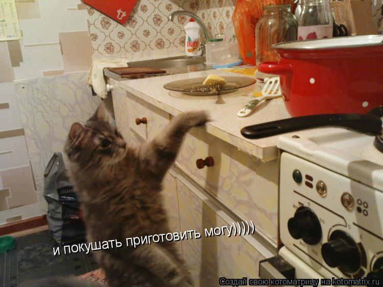 Котоматрица: и покушать приготовить могу)))))