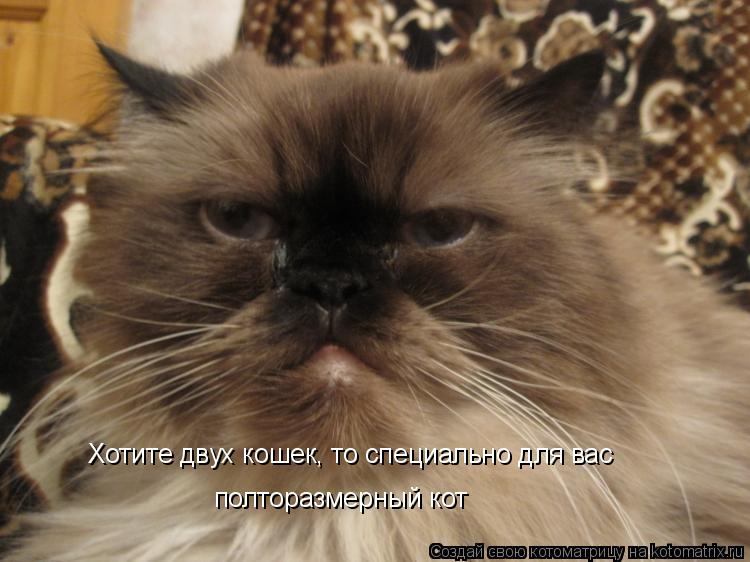 Котоматрица: Хотите двух кошек, то специально для вас полторазмерный кот