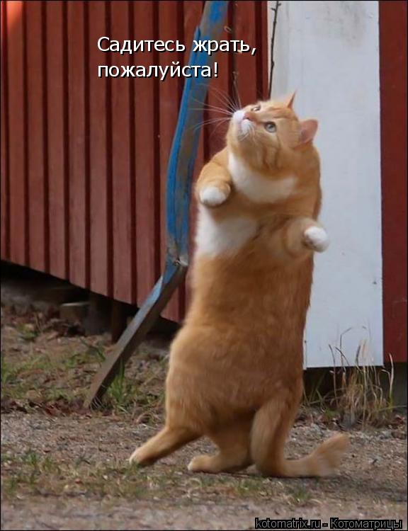 Котоматрица: Садитесь жрать, пожалуйста!