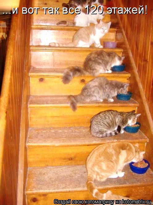 Котоматрица: ...и вот так все 120 этажей!