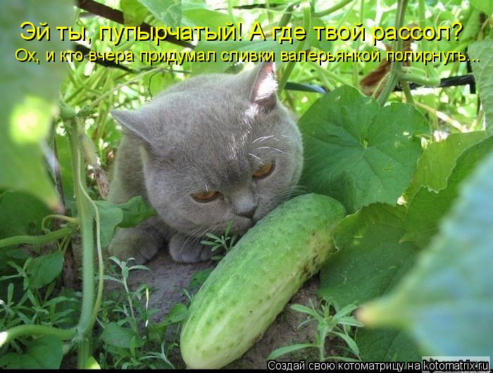 Котоматрица: Эй ты, пупырчатый! А где твой рассол? Ох, и кто вчера придумал сливки валерьянкой полирнуть...