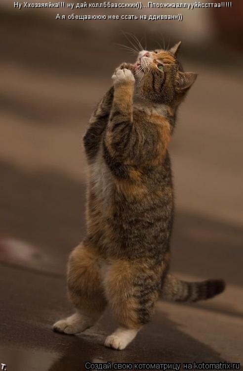 Котоматрица: Ну Ххоззяяйка!!! ну дай коллббаассккии))...Ппоожжааллууййссттаа!!!!! А я обещааююю нее ссать на ддивванн))