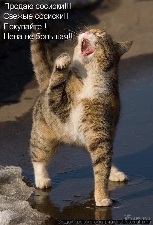 Котоматрица: Продаю сосиски!!! Свежые сосиски!! Покупайте!! Цена не большая!!