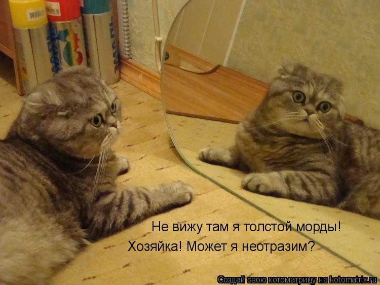 Котоматрица: Не вижу там я толстой морды!  Хозяйка! Может я неотразим?