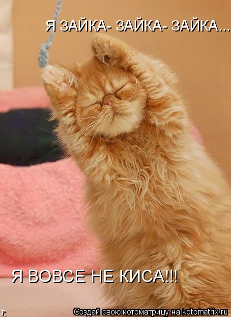 Котоматрица: Я ЗАЙКА- ЗАЙКА- ЗАЙКА... Я ВОВСЕ НЕ КИСА!!!