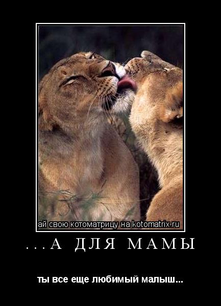 Котоматрица: ...а для мамы ты все еще любимый малыш...