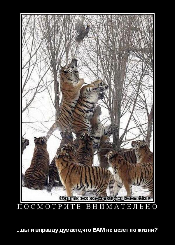 Котоматрица: посмотрите внимательно ...вы и вправду думаете,что ВАМ не везет по жизни?