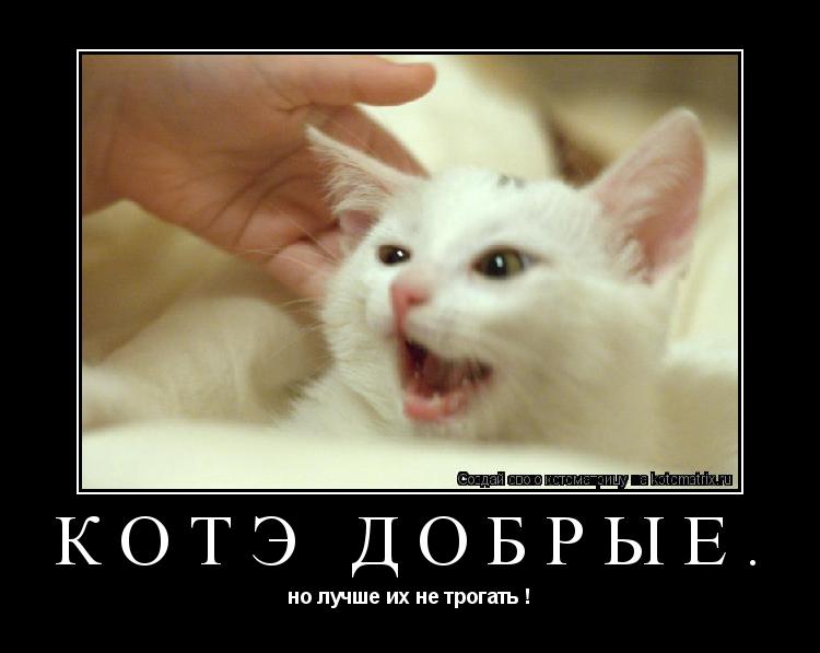 Котоматрица: КотЭ добрые. но лучше их не трогать !