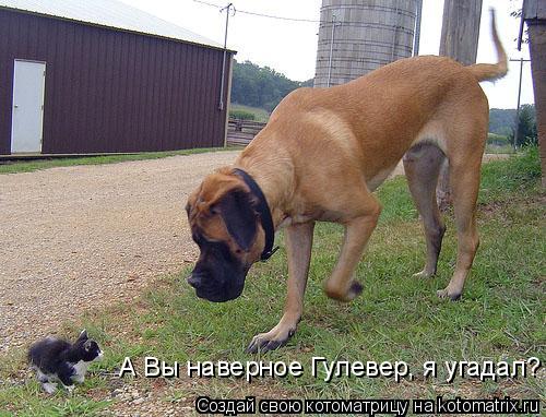 Котоматрица: А Вы наверное Гулевер, я угадал?