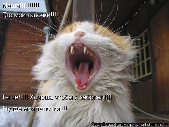 Котоматрица: Маша!!!!!!!!!!  Где мои тапочки!!!! Ты чё!!!!! Хочешь чтобы я заболел!!!! Ну где мои тапочки!!!!