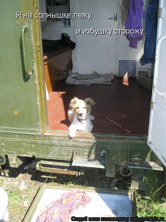 Я на солнышке лежу, и избушку сторожу...... Котоматрица: Я на солнышке лежу, и избушку сторожу...