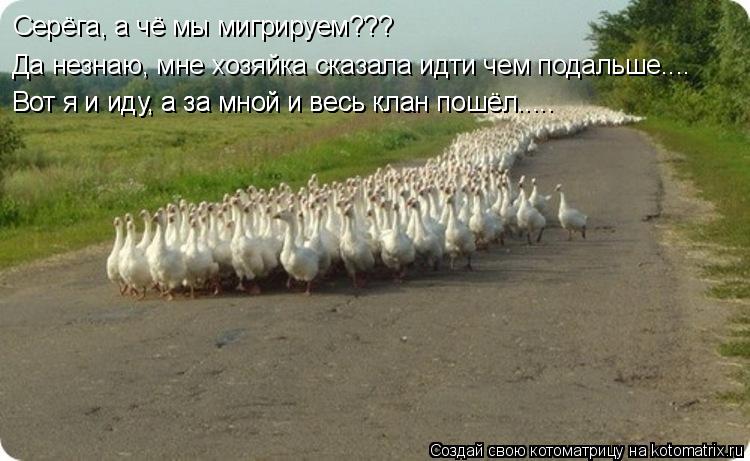 Котоматрица: Серёга, а чё мы мигрируем??? Да незнаю, мне хозяйка сказала идти чем подальше.... Вот я и иду, а за мной и весь клан пошёл..... Вот я и иду, а за мной