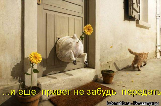 Котоматрица: ...и еще  привет не забудь  передать