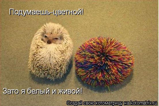 Котоматрица: Подумаешь-цветной! Зато я белый и живой!