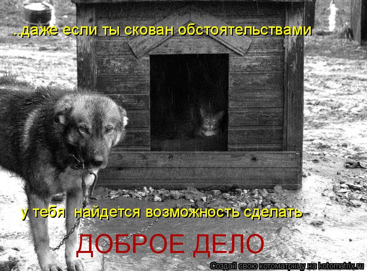 ..даже если ты скован обстоятельствами у тебя найдется возможность сделать ДОБРОЕ ДЕЛО... Котоматрица: ..даже если ты скован обстоятельствами у тебя найдется возможность сделать ДОБРОЕ ДЕЛО